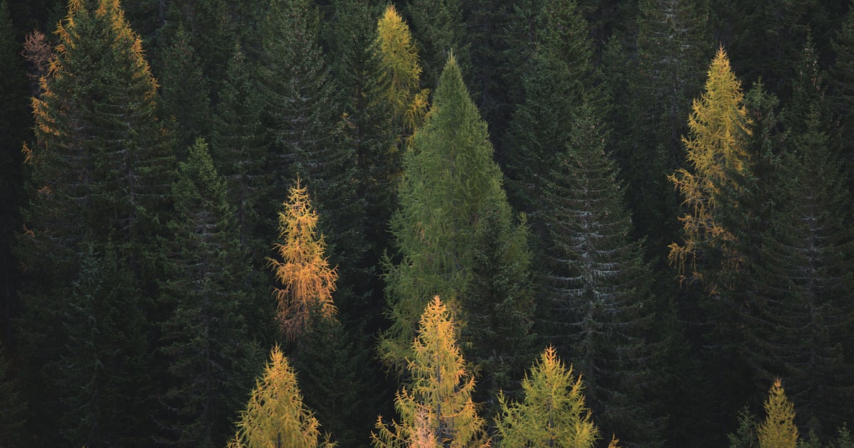 De Seizoenen op de Begraafplaats: Wat te Verwachten